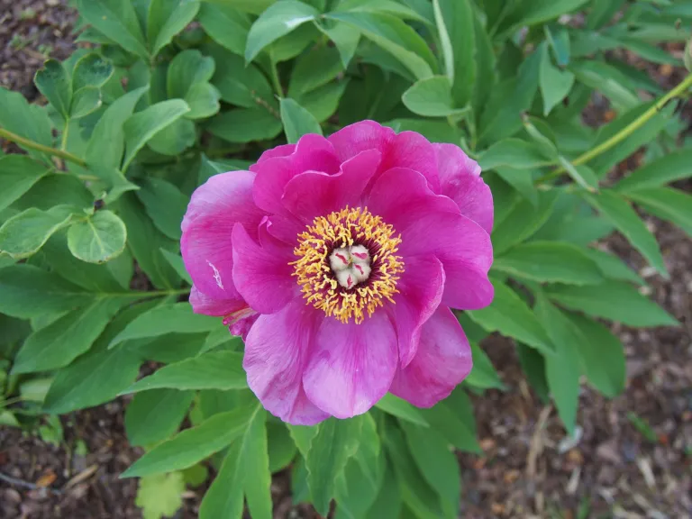 Wild Peony (Paeonia mascula) – flowers in close-up, plant photo