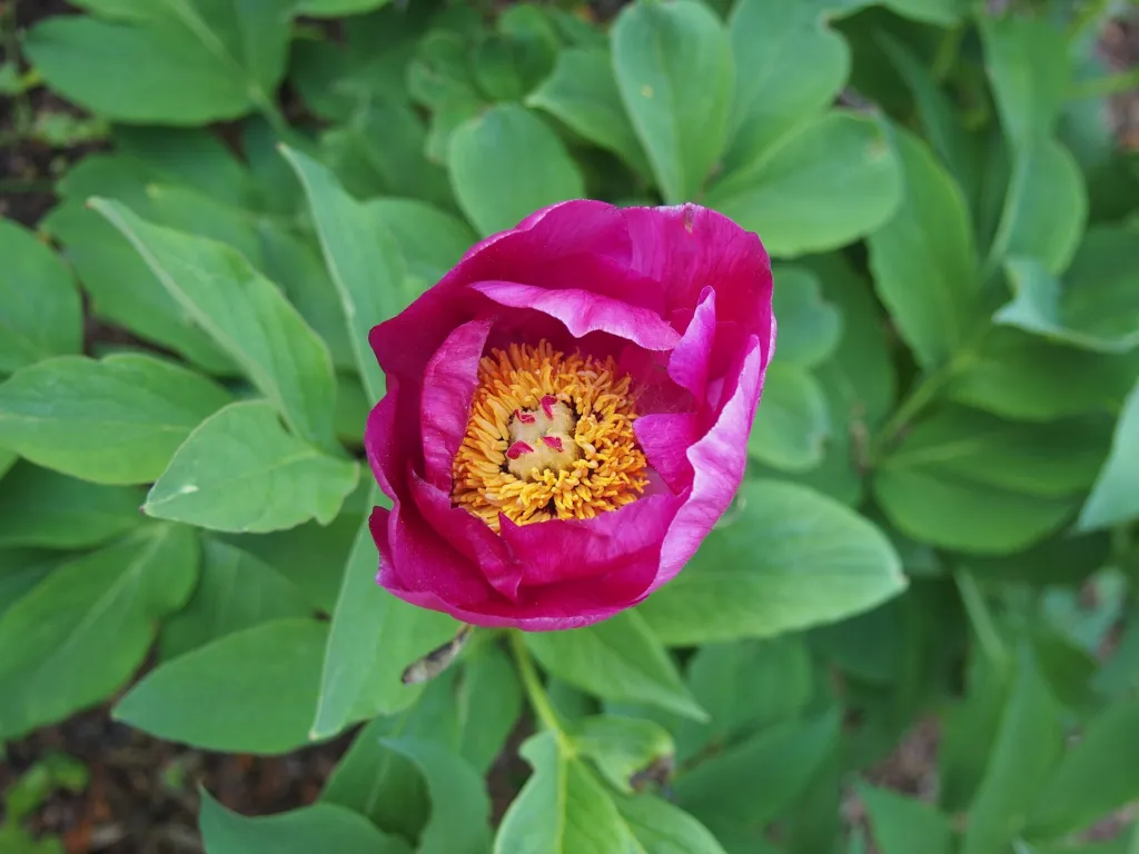 pivonka červená (Paeonia mascula) – kvety zblízka, fotografia rastliny