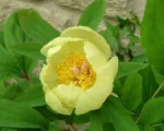 Paeonia mlokosewitschii care guide