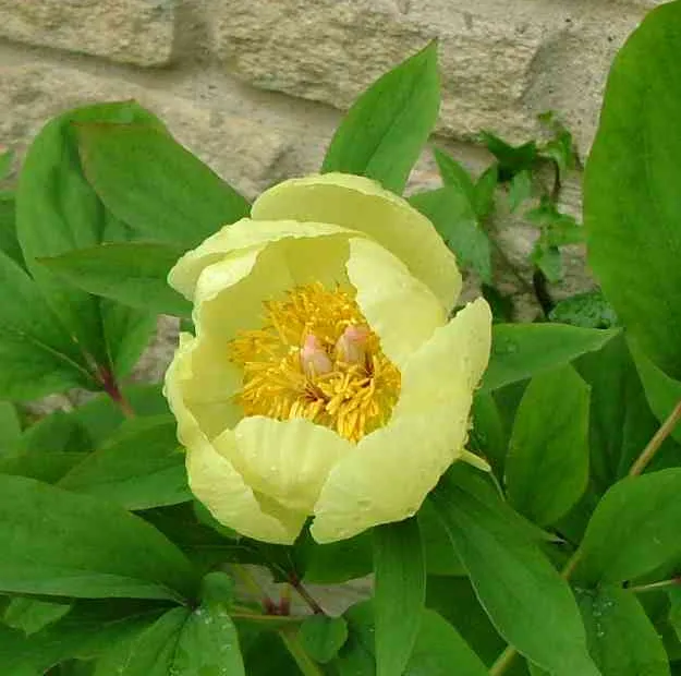 Paeonia mlokosewitschii – fotografia rastliny