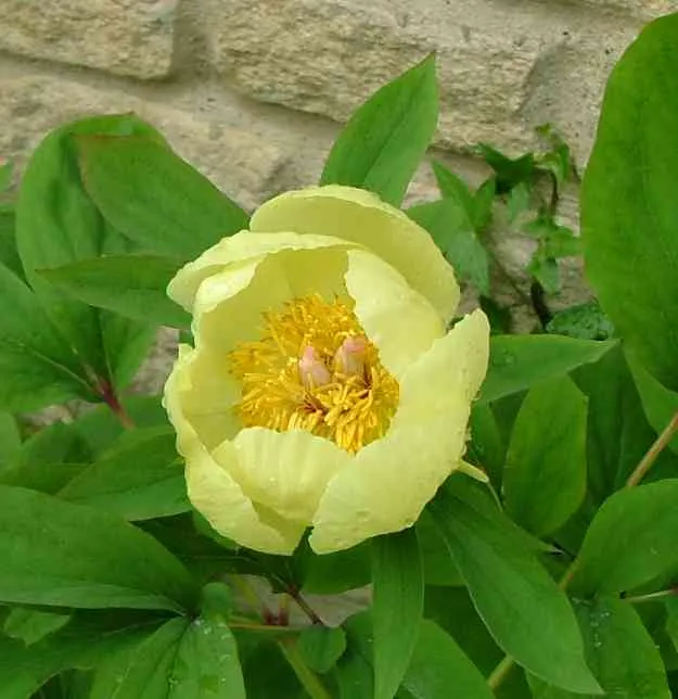 Paeonia mlokosewitschii