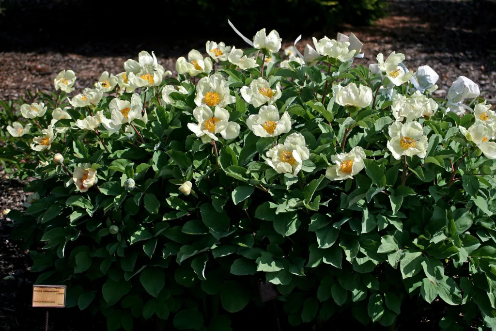 Paeonia mlokosewitschii – pestovanie a (Paeonia mlokosewitschii) – kvety zblízka, fotografia