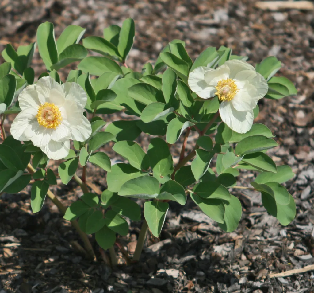 Paeonia mlokosewitschii – pestovanie a (Paeonia mlokosewitschii) – kvety zblízka, fotografia
