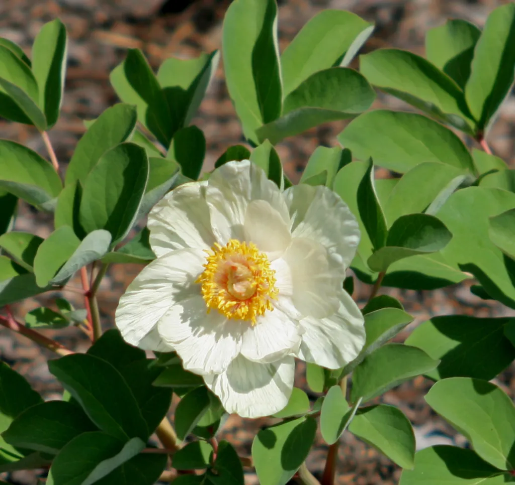 Paeonia mlokosewitschii – pestovanie a (Paeonia mlokosewitschii) – kvety zblízka, fotografia