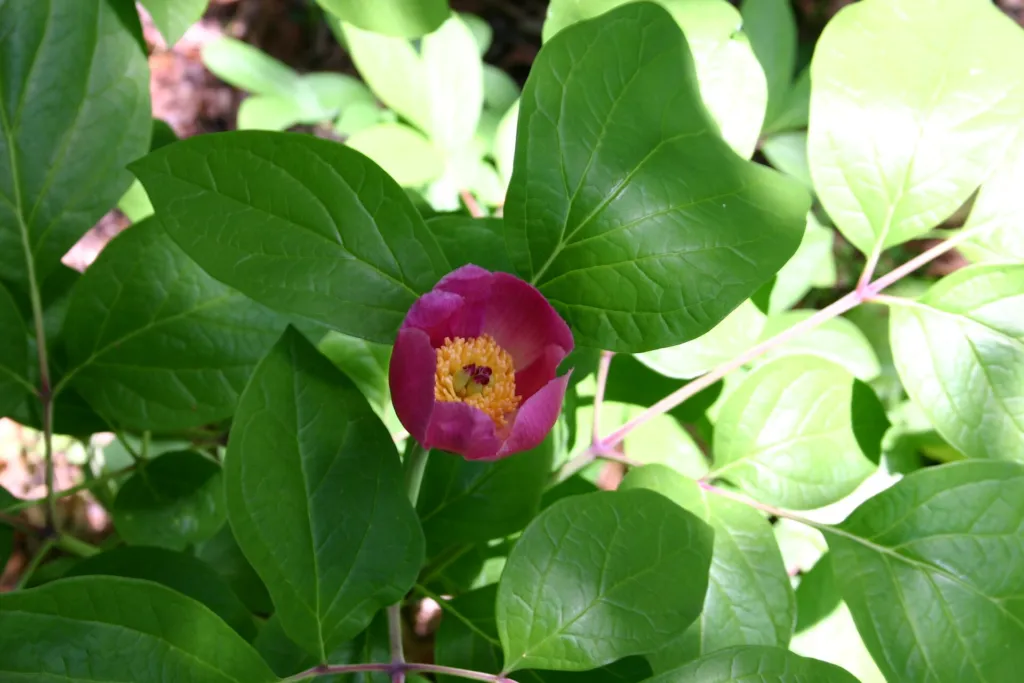 Paeonia obovata – fotografia rastliny