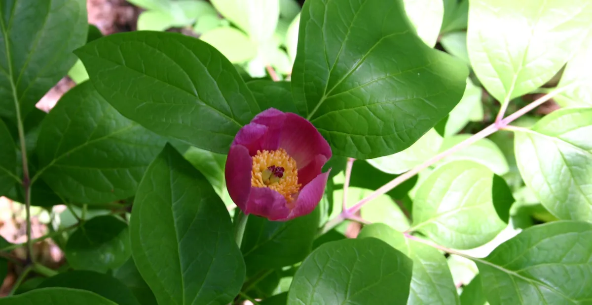 Paeonia obovata – fotografia rastliny
