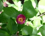 Paeonia obovata – pestovanie a starostlivosť