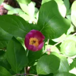 woodland peony (Paeonia obovata) – flowers in close-up, plant photo
