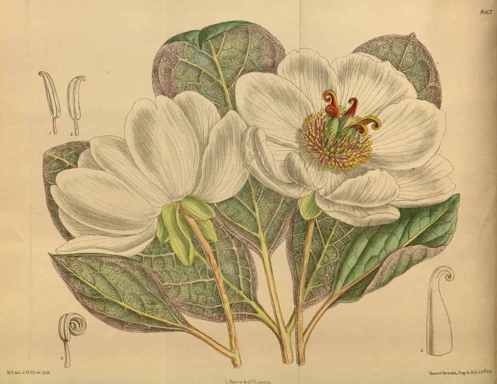 Paeonia obovata – pestovanie a (Paeonia obovata) – typický vzhľad, fotografia rastliny