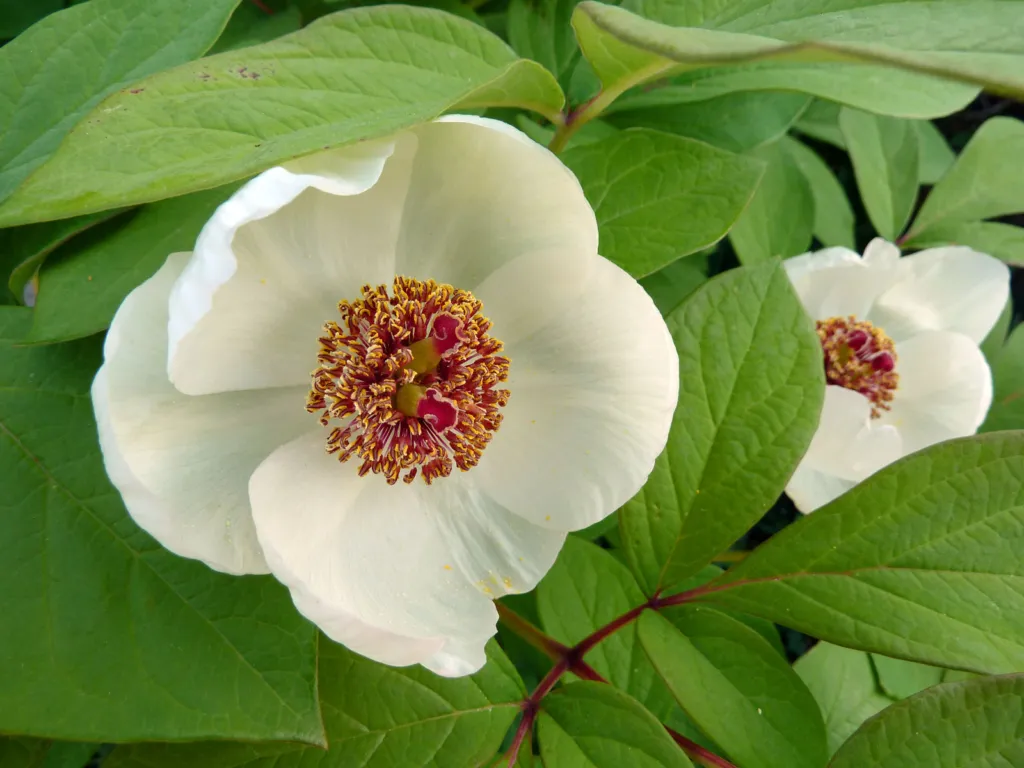 Paeonia obovata – pestovanie a (Paeonia obovata) – v prirodzenom prostredí, fotografia rastliny