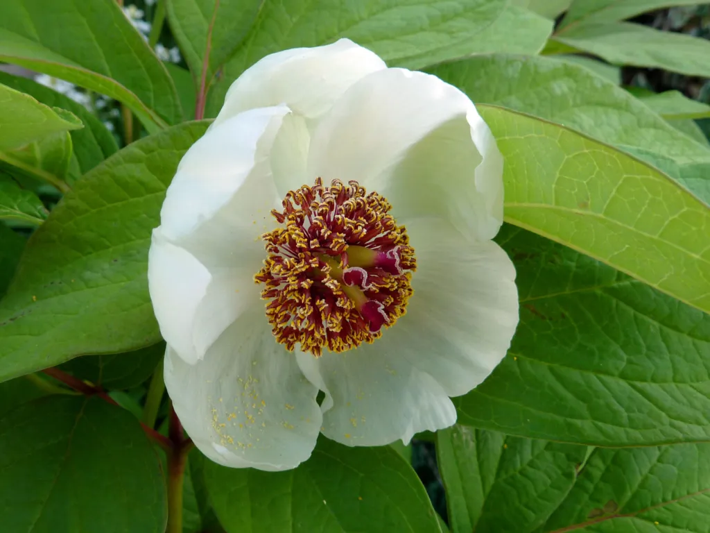 Paeonia obovata – pestovanie a (Paeonia obovata) – v prirodzenom prostredí, fotografia rastliny