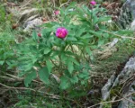Garden Peony (Paeonia officinalis) care guide