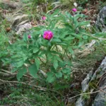 Garden Peony (Paeonia officinalis) – characteristic appearance, plant photo