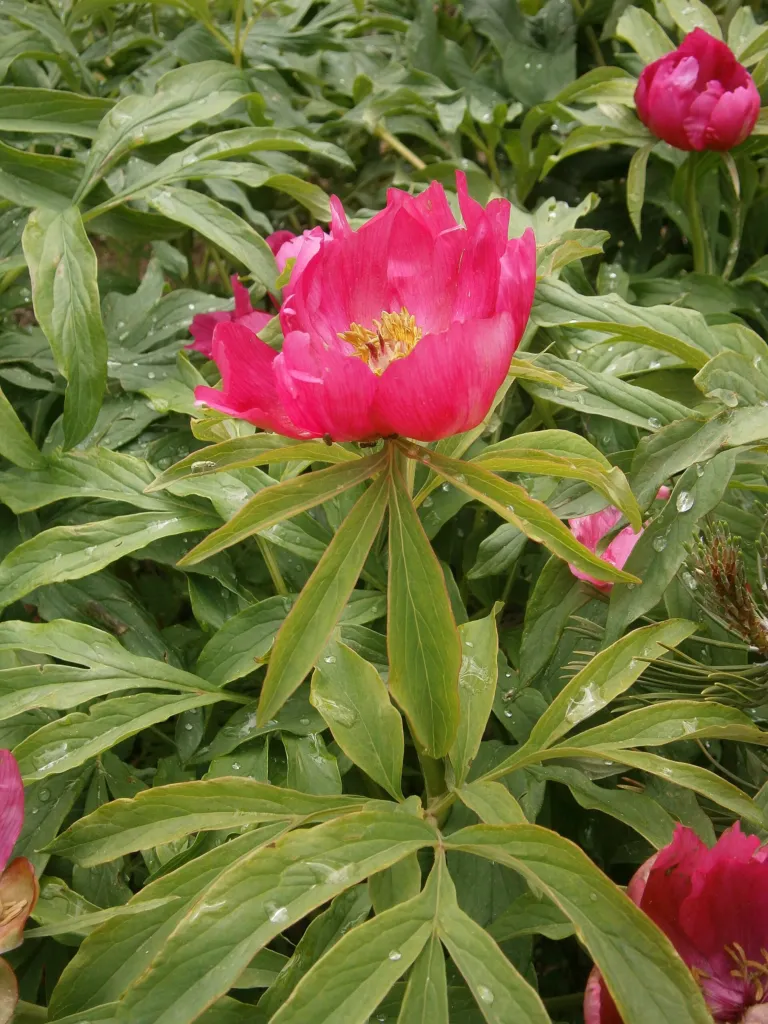 Garden Peony (Paeonia officinalis) – characteristic appearance, plant photo