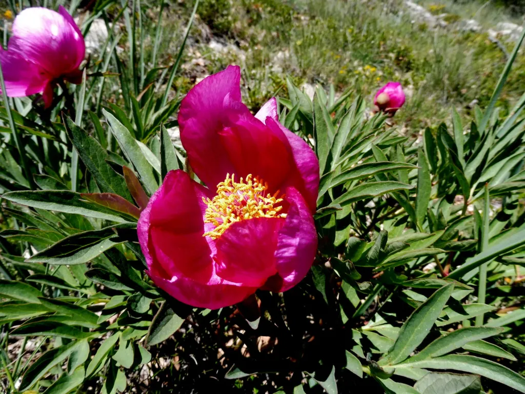 Gemeine Pfingstrose (Paeonia officinalis) – typisches Erscheinungsbild, Pflanzenfoto