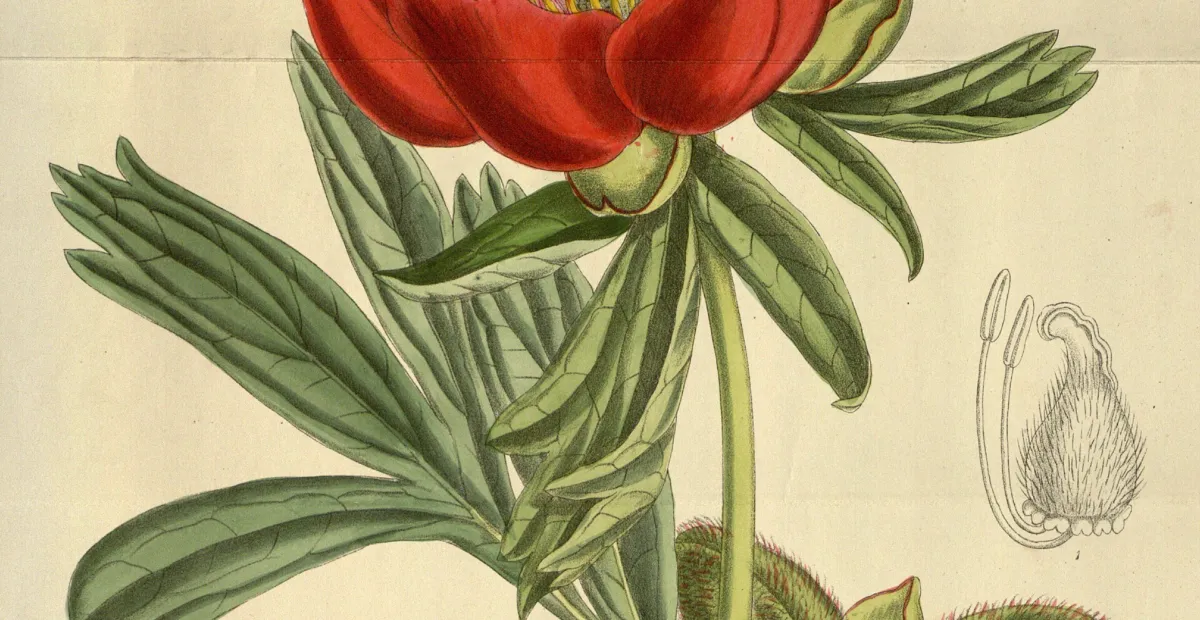 Balkan Peony (Paeonia peregrina) – plant photo