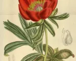 Pivonka balkánska (Paeonia peregrina) – pestovanie a starostlivosť