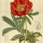 Balkan Peony (Paeonia peregrina) – characteristic appearance, plant photo