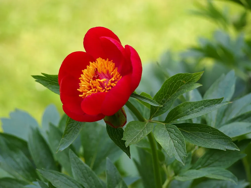 Balkan Peony (Paeonia peregrina) – flowers in close-up, plant photo