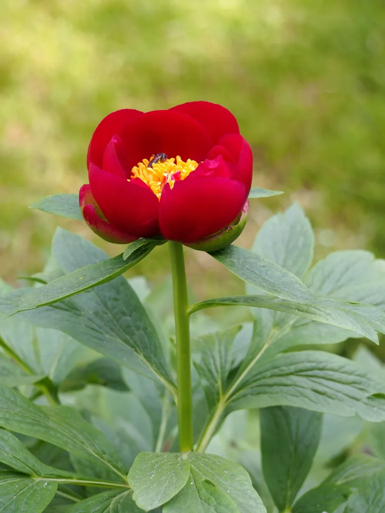 Balkan Peony (Paeonia peregrina) – flowers in close-up, plant photo