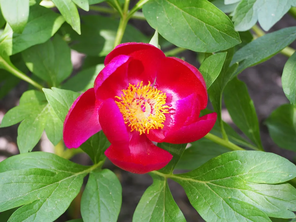 Balkan Peony (Paeonia peregrina) – flowers in close-up, plant photo