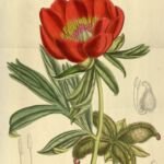 Paeonia peregrina – (Paeonia peregrina) – Pflanzenfoto