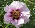Pivonka polokrovitá (Paeonia suffruticosa) – pestovanie a starostlivosť