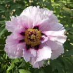 tree peony (Paeonia suffruticosa) – flowers in close-up, plant photo
