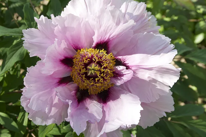 Paeonia suffruticosa