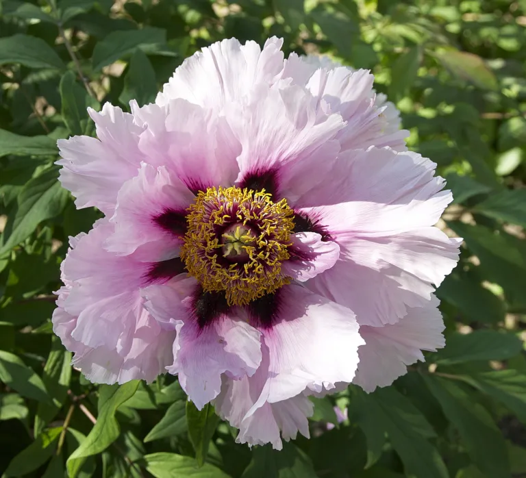 Paeonia suffruticosa