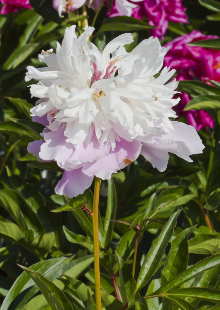 tree peony (Paeonia suffruticosa) – natural growth habit, plant photo