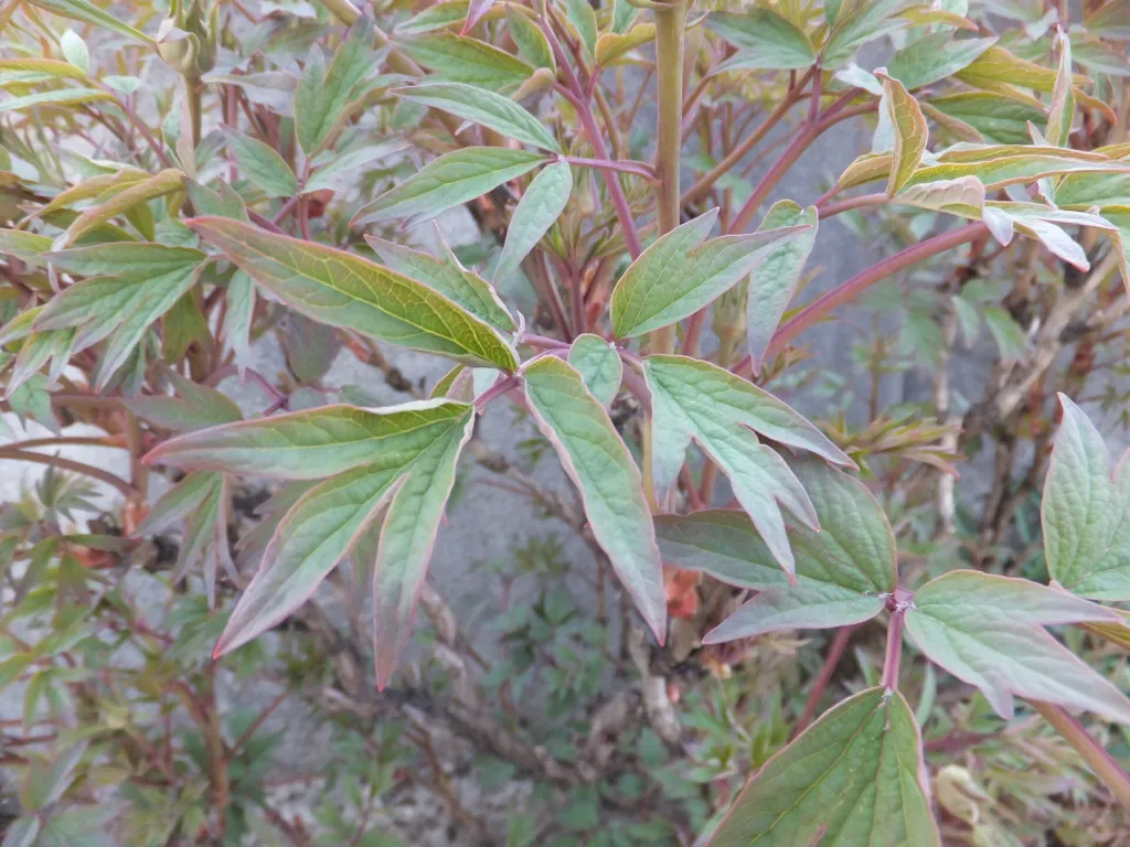 tree peony (Paeonia suffruticosa) – characteristic appearance, plant photo