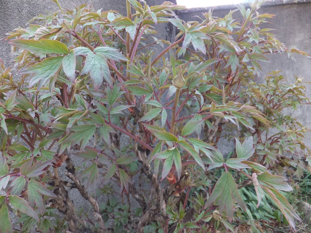 tree peony (Paeonia suffruticosa) – characteristic appearance, plant photo