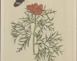 Pivonka tenkolistá (Paeonia tenuifolia) – pestovanie a starostlivosť