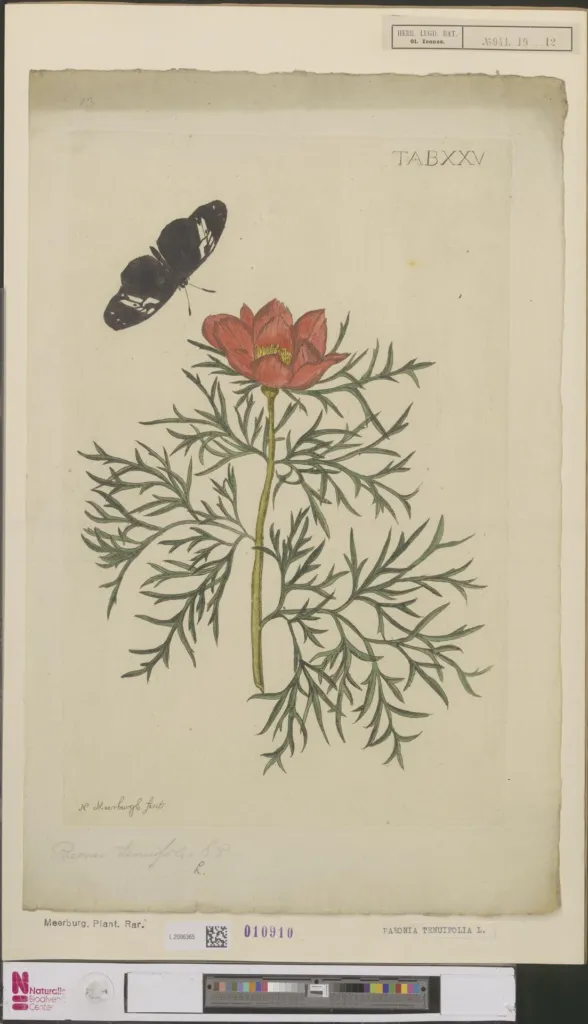 Paeonia tenuifolia – Pflanzenfoto