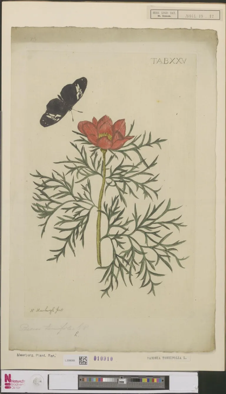 Paeonia tenuifolia