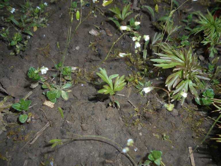 Fern-leaf Peony (Paeonia tenuifolia) – characteristic appearance, plant photo