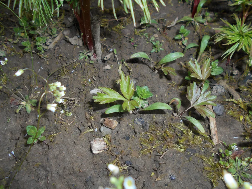 Paeonia tenuifolia – (Paeonia tenuifolia) – typisches Erscheinungsbild, Pflanzenfoto