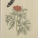 Paeonia tenuifolia – (Paeonia tenuifolia) – Pflanzenfoto