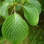 Pagoden-Hartriegel (Cornus controversa) – Pflanzenfoto