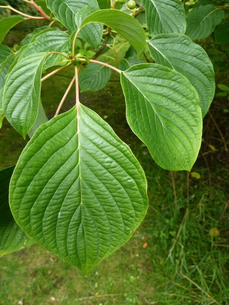 Cornus controversa