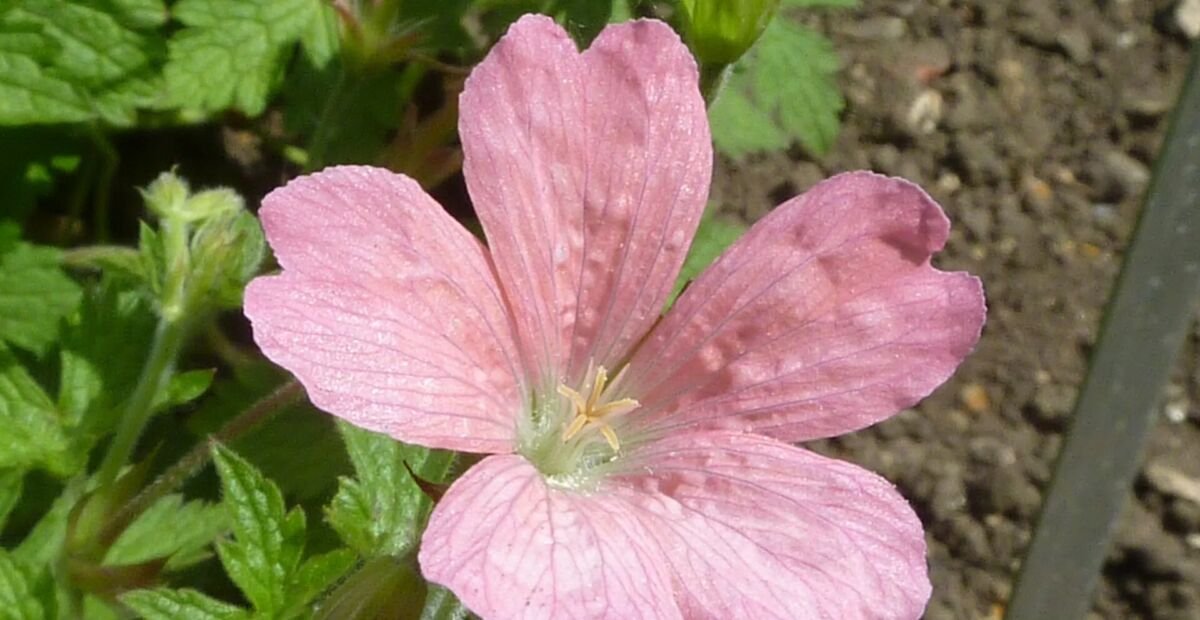pakost Endressov (Geranium endressii) – fotografia rastliny