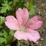 pakost Endressov (Geranium endressii) – fotografia rastliny
