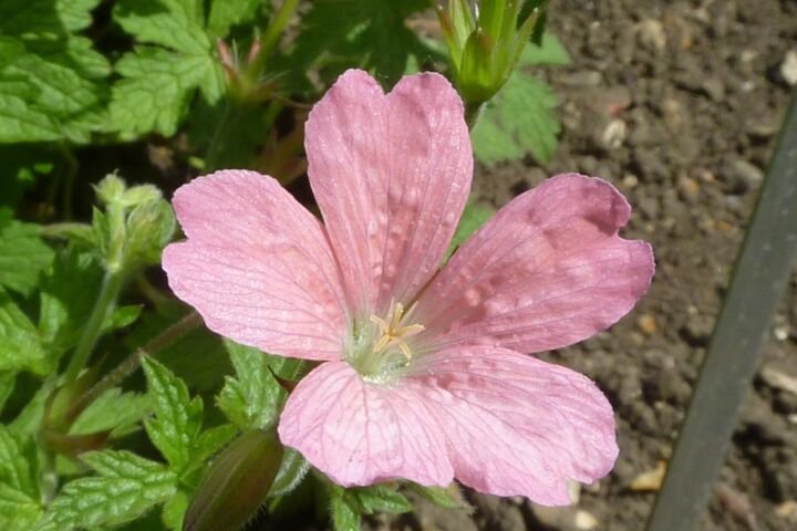 Geranium endressii