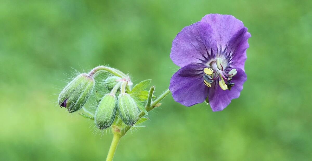 Pakost hnedočervený (Geranium 'Phaeum') – fotografia rastliny