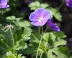 Pakost ‘Johnson’s Blue’ (Geranium ‘Johnson’s Blue’)