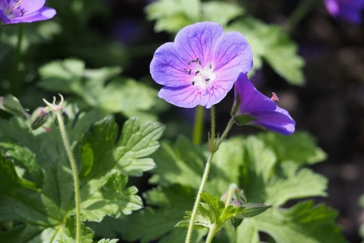 Geranium 'Johnson's Blue'