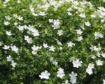 Pakost krvavý (Geranium ‘Sanguineum’)