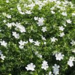 Pakost krvavý (Geranium 'Sanguineum') – fotografia rastliny