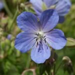 pakost lúčny (Geranium pratense) – fotografia rastliny